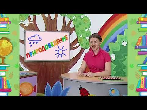 Видео: Школа Шишкиного Леса. Природоведение. Экология