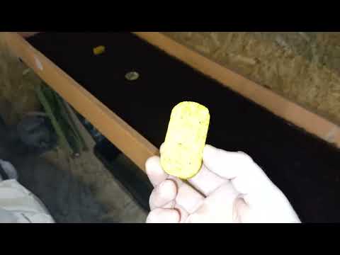 Видео: ❗Едят ли калифорнийские черви лимон? Эксперимент продолжается!