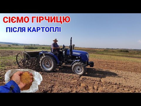 Видео: СІЄМО ПІСЛЯ КАРТОПЛІ ГІРЧИЦЮ ЯК СИДЕРАТ