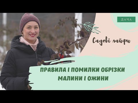 Видео: Правила і Помилки Обрізки Малини і Ожини. В Яку Пору Року Потрібно Обрізати Малину та Ожину?