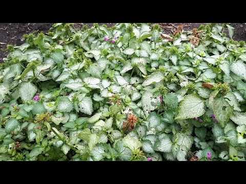 Видео: Яснотка - почвопокровное растение
