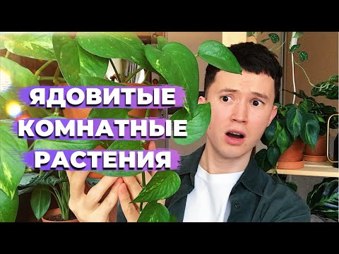 Видео: ТОП 5 Ядовитых Комнатных Растений » Самые Популярные и Распространённые