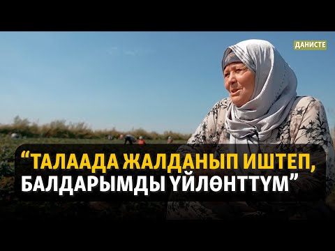 Видео: "Жалданма жумуш менен жан багабыз" | ДАНИСТЕ