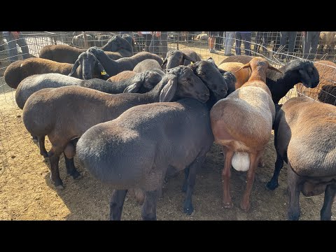 Видео: 😱Зор зор Кошкарлар шыкты Карабулак мал баһарына/Атбазар