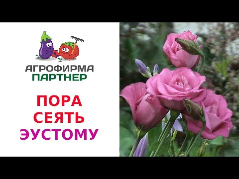 Видео: ПОРА СЕЯТЬ ЭУСТОМУ