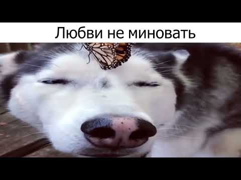 Видео: Песни группы Коммунизм be like