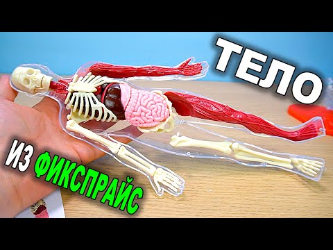 Видео: Модель Человека Тело из Фикспрайс конструктор скелет