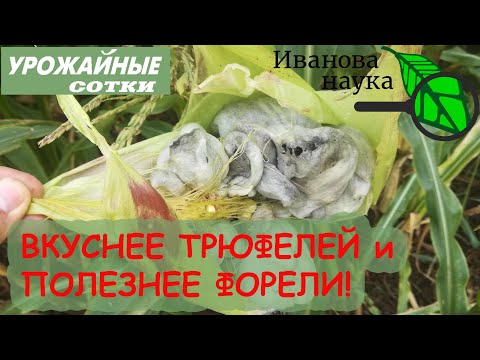 Видео: ПОЛЕЗНЕЕ ФОРЕЛИ И ВКУСНЕЕ ТРЮФЕЛЕЙ! СУПЕРФУД из КУКУРУЗЫ! Болезнь или суперурожай?