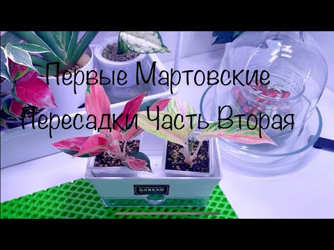 Видео: Первые Мартовские Пересадки ( Часть Вторая)#алоказии