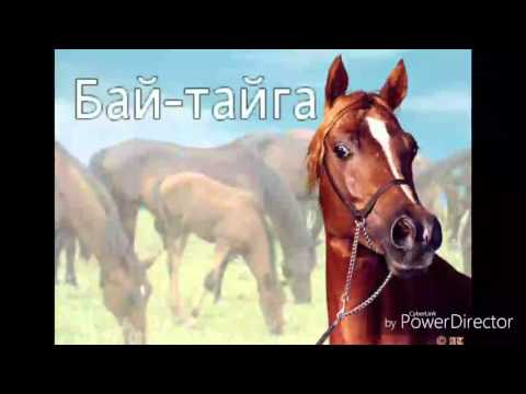 Видео: Бай-ла-Тайгам