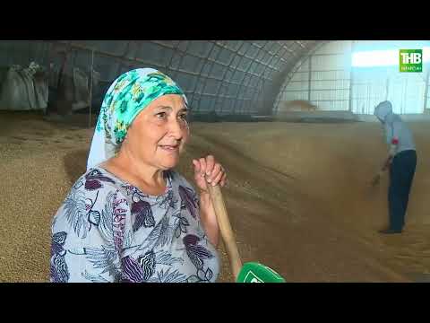 Видео: Туган җир 11/08/2023