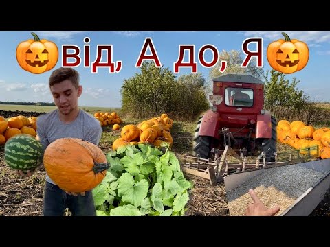 Видео: ЦЬОГО НЕ РОЗКАЖИ НІХТО🤫🎃ГАРБУЗИ ЯК БІЗНЕС💰?! МИ У СПРАВІ Гарбузоводів😅Наш досвід за рік🫣ч1