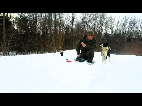 Видео: С собакой в лес во время мороза.