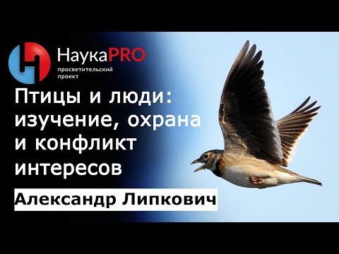 Видео: Птицы и люди: наблюдение, изучение, охрана и конфликт интересов – Александр Липкович | Научпоп