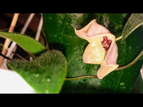 Видео: 💙💛Первый раз зацвела хойя Patella pink. Небольшой показ моего стеллажа с малышами-хойями.