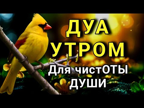 Видео: ✨ УТРЕННЕЕ ДУА ДЛЯ ЧИСТОГО СЕРДЦА 🤲❤️🔑💯
