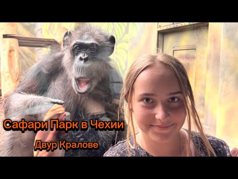 Видео: Африка в Чехии — Сафари и зоопарк Dvůr Králové (Двур-Кралове) | Львы, жирафы и семейный влог