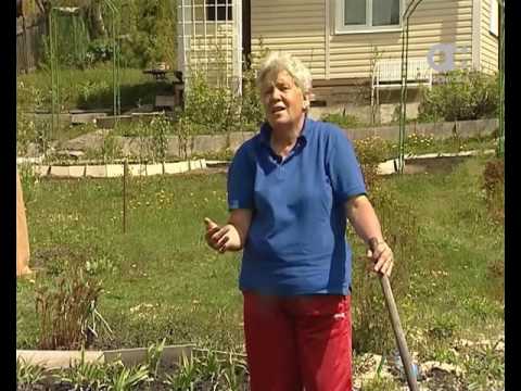 Видео: Голова садовая. Что делать с капустой после пересадки