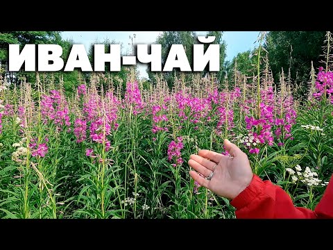 Видео: ЗАБЫТЫЙ СТАРОРУССКИЙ СПОСОБ ЗАГОТОВКИ И ФЕРМЕНТИРОВАНИЯ ИВАН-ЧАЙ