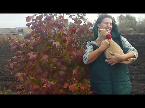 Видео: Осень в моем саду. 20.10.25. (песня на стихи Ларисы Рубальской)