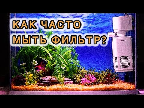 Видео: Как часто мыть фильтр в аквариуме? 