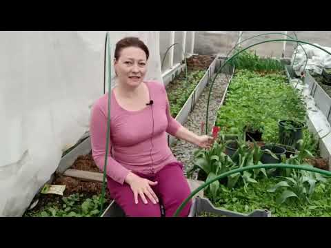 Видео: МИФЫ И ПРАВДА О ТЕПЛИЦЕ   УСТРОЙСТВО НАШЕЙ ТЕПЛИЦЫ И РАННИЙ УРОЖАЙ ЗЕЛЕНИ