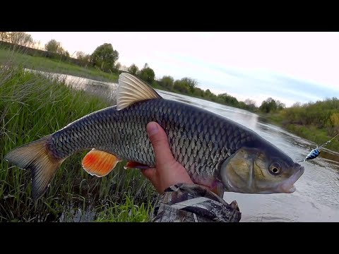 Видео: Ловля голавля на спиннинг - "ультралайт" / "C&R" / Открытие сезона 2022 г.