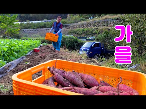 Видео: Счастье деревенской жизни! Прямо с грядки на стол! Раскрываем рецепт Камджангаччи~