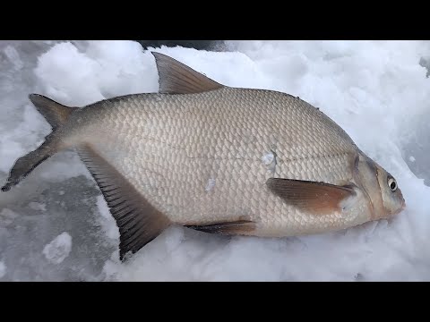 Видео: Про весеннее зарыбление, карпов и лещей, которые не проходят в лунку