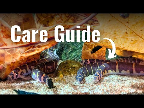 Видео: Руководство по уходу за вьюном Кули: все, что вам нужно знать