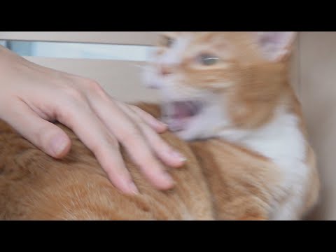Видео: Я встретила нового кота! (RUS SUB)