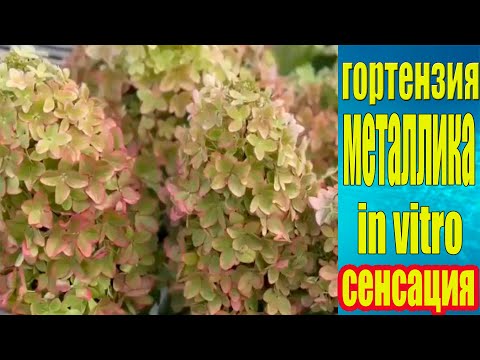 Видео: Гортензия Металлика IN Vitro.  Адаптация.