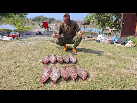 Видео: КАК И НА ЧТО ЛОВИТЬ ТОЛСТОЛОБА