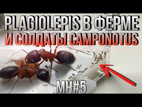 Видео: Заселение Plagiolepis в Ферму и Солдаты у Геркулесов! // Муравьиные Новости #5