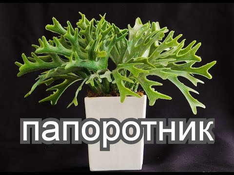 Видео: Посадка папоротника олений рог.