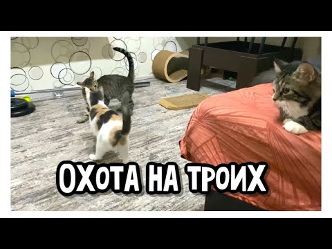 Видео: Охота на троих. А как по-другому в доме с 3 котиками?