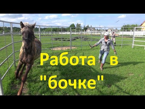 Видео: Работа в "бочке". Воспитание лошади. Ответы на вопросы