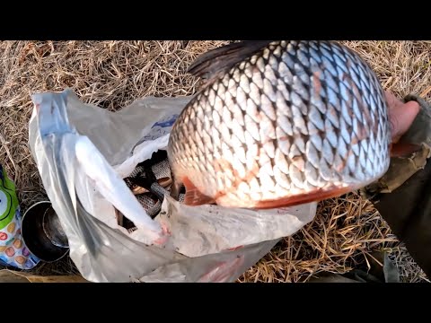 Видео: Огромная плотва на удочку. Щука как бревно. Рыбалка