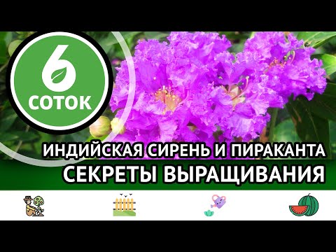 Видео: Индийская сирень и пираканта. Секреты выращивания. 6 соток 23.09.2024