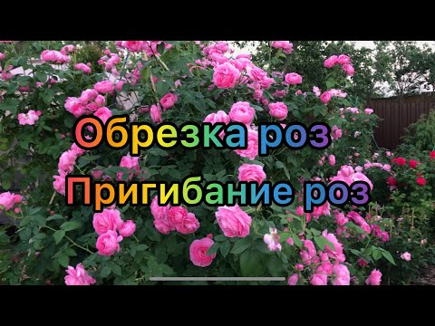 Видео: Объясняю принцип обрезки роз осенью на примере шраба James Galway, пригибаю розу Louise Odier