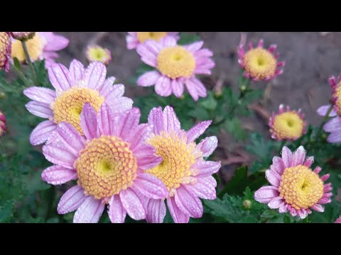 Видео: Ідемо в гості! Пропозиція продаж!🌸🌼🌸16.10.24