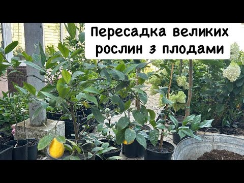 Видео: Пересадка великих рослин з плодами 🌱🍋🏡
