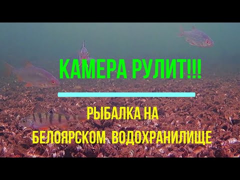 Видео: Камера рулит. Рыбалка на Белоярском водохранилище.