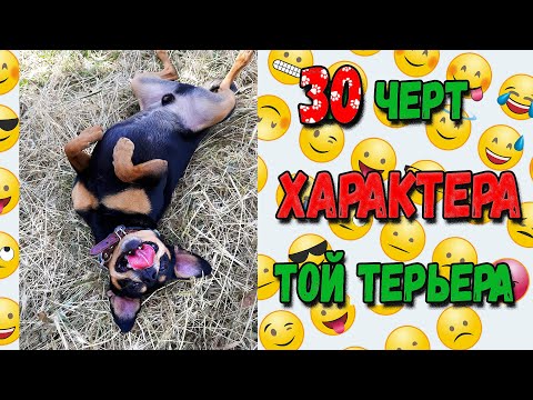 Видео: 30 черт характера русского тоя или особенности породы