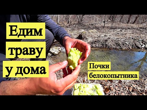 Видео: Едим траву у дома. Почки белокопытника японского (лопуха)