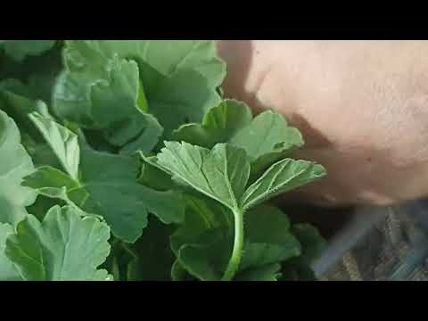 Видео: КОЛХОЗНЫЙ ВАРИАНТ УКОРЕНЕНИЯ ПЕЛАРГОНИЙ