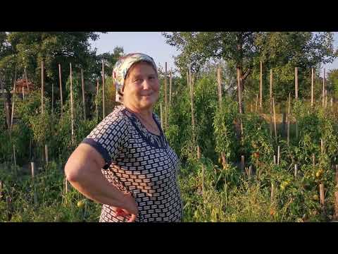 Видео: Врожай томатів 2023 🔥🍅 Зібрали 250кг за день 🇺🇦