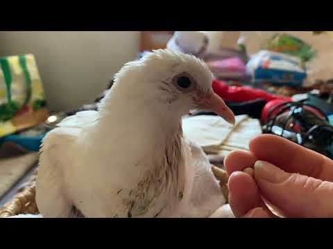Видео: подобрали птенца голубя на улице, как лечить и кормить. будем восстанавливать