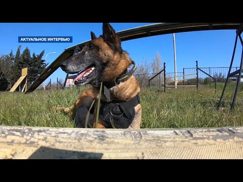 Видео: Нюансы работы современного кинолога: как готовят служебных собак в Севастополе