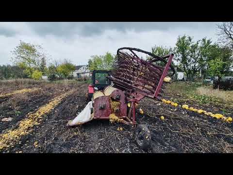 Видео: Завершення сезону гарбузів 2025// Тепер я стану багатим🥹🥹